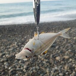 ヒイラギ