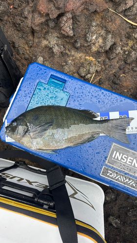 メジナの釣果