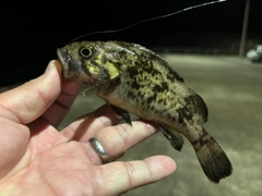 クロソイの釣果