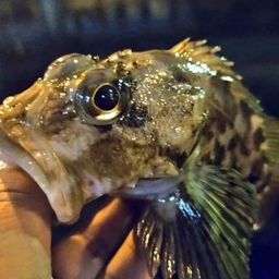 カサゴ