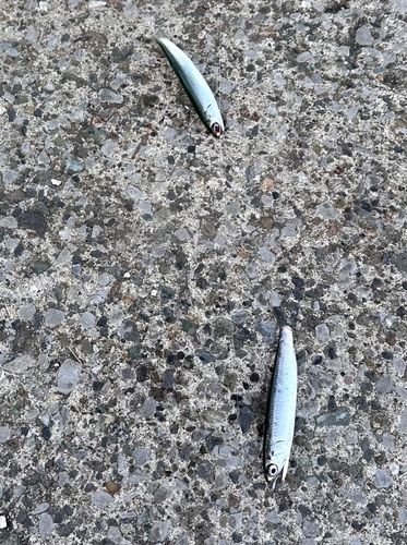 カタクチイワシの釣果
