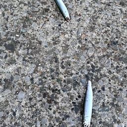 カタクチイワシ