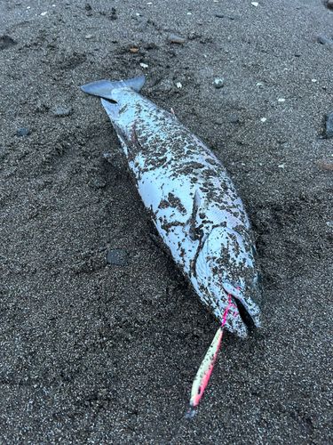 サクラマスの釣果