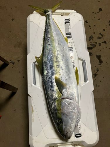 ヒラマサの釣果