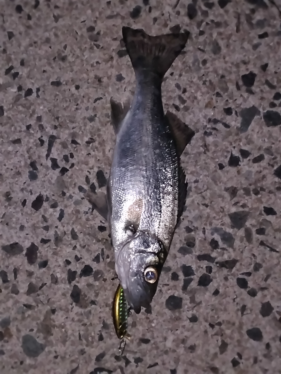 SHIMANO 22セフィア BB S83Mの最安値・インプレ・釣果 | 本音の