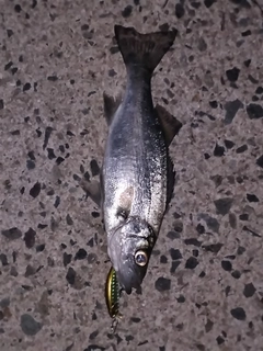 セイゴ（マルスズキ）の釣果