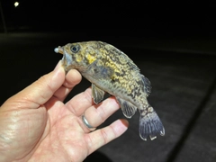 クロソイの釣果