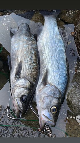 ヒラスズキの釣果