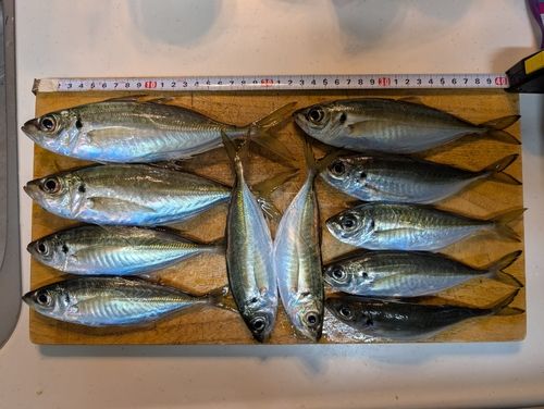 アジの釣果