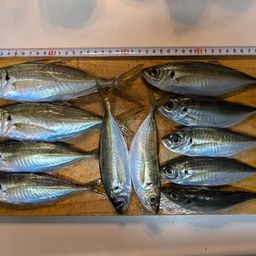アジ