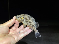 クロソイの釣果