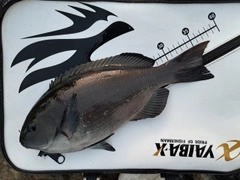 メジナの釣果
