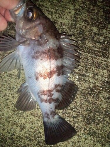 メバルの釣果