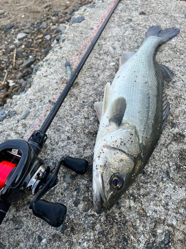 セイゴ（マルスズキ）の釣果