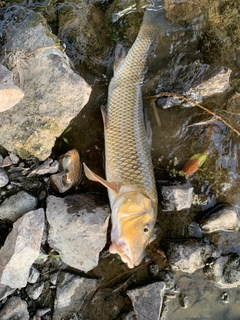 ニゴイの釣果