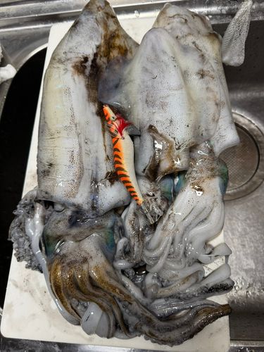 アオリイカの釣果