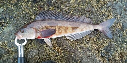 ホッケの釣果