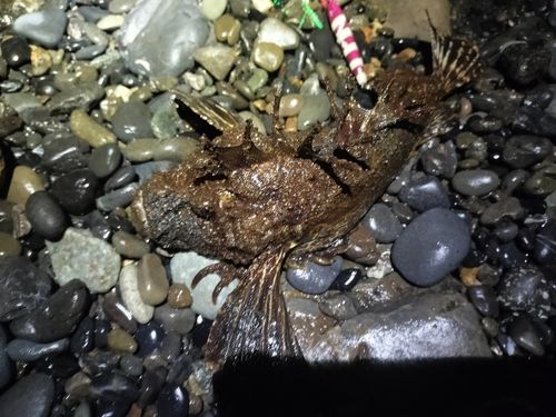 オニオコゼの釣果