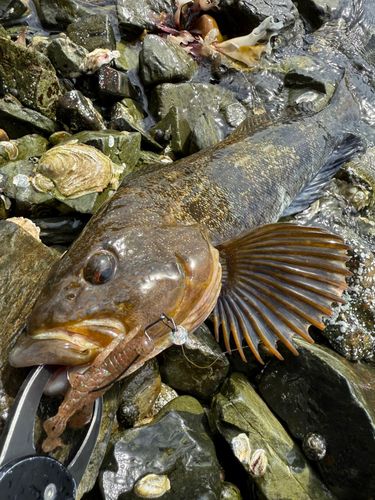 アイナメの釣果