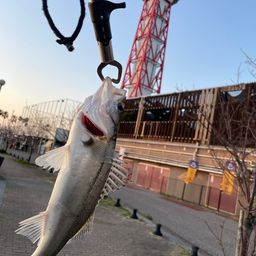 セイゴ（マルスズキ）