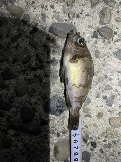 シロメバルの釣果