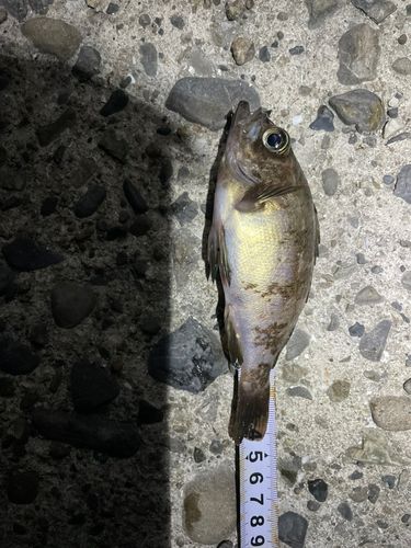 シロメバル