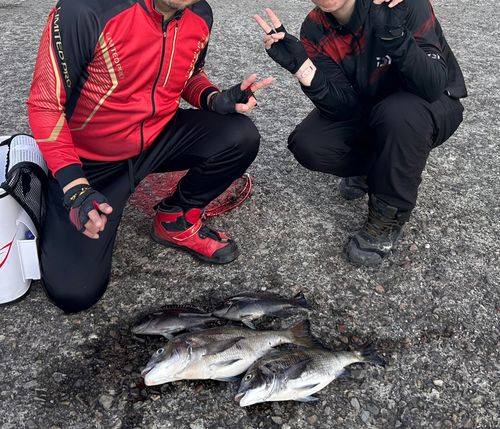 クチブトグレの釣果