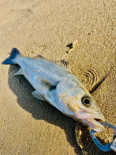 フッコ（マルスズキ）の釣果