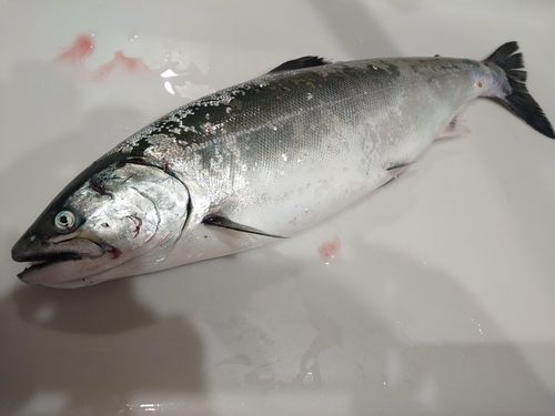 サクラマスの釣果