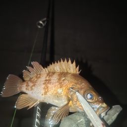 メバル