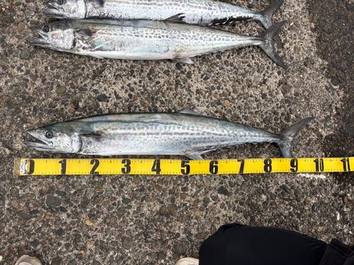 サワラの釣果
