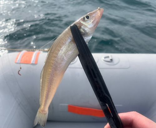 キスの釣果