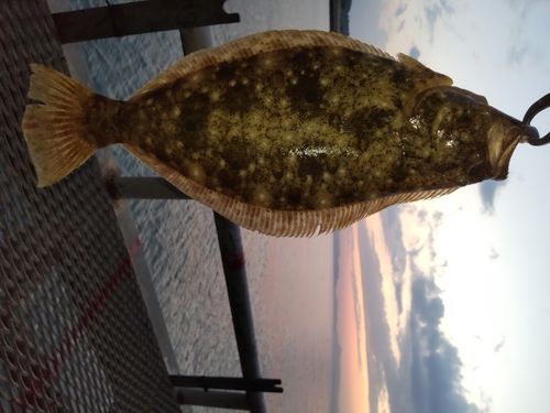 ヒラメの釣果
