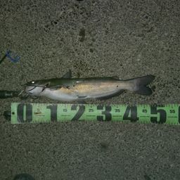 アメリカナマズ