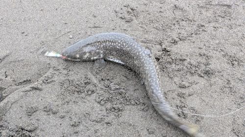 アメマスの釣果