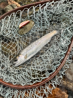 ホウライマスの釣果