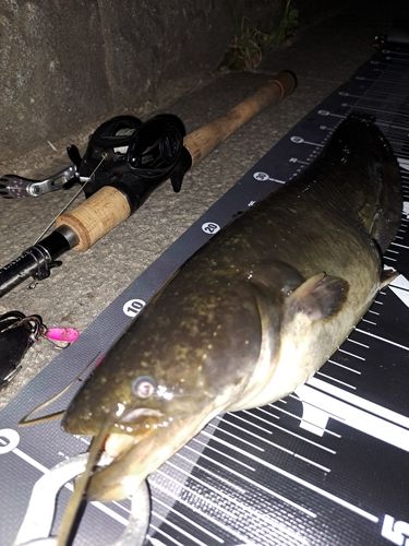 ナマズの釣果