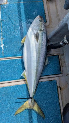 ブリの釣果