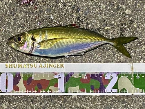 マアジの釣果