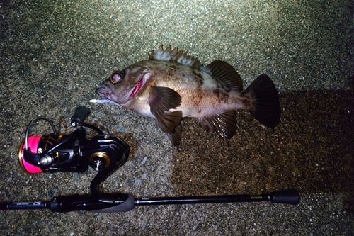 メバルの釣果