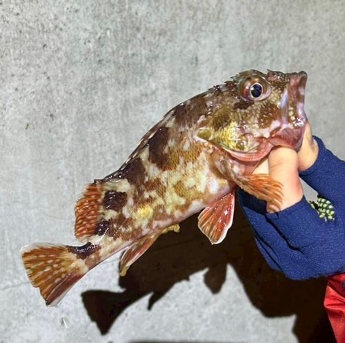 カサゴの釣果
