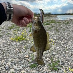 スモールマウスバス