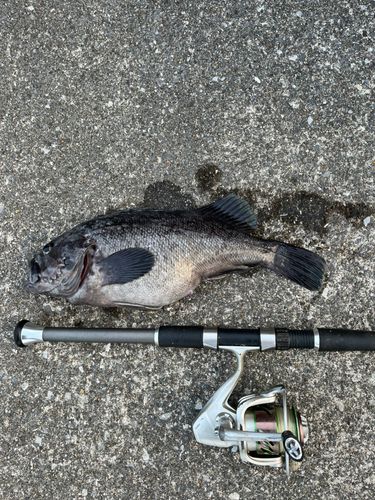 クロソイの釣果