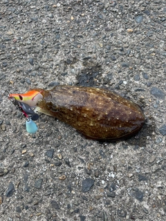 コウイカの釣果
