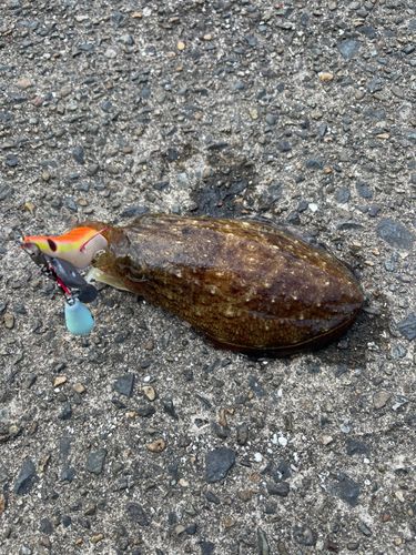 コウイカの釣果