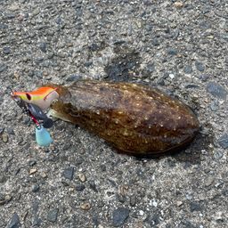 コウイカ