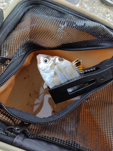 シログチの釣果