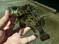 クロソイの釣果