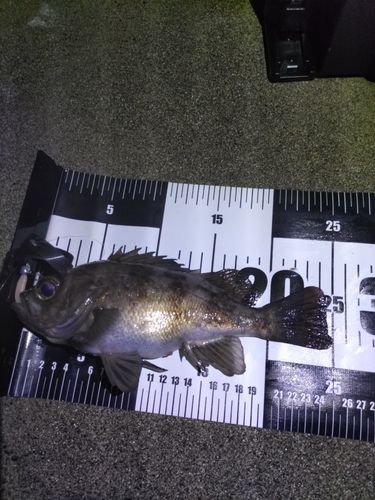 シロメバルの釣果