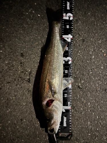 シーバスの釣果